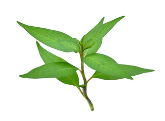  fresh vietnamese mint leaves isolated on white background