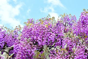 Obraz premium 藤の花