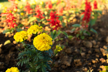 黄色のマリーゴールド