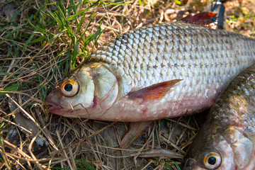 Several common roach fish on green grass. Catching freshwater fi