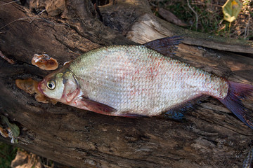 Several common bream fish on green grass. Catching freshwater fi
