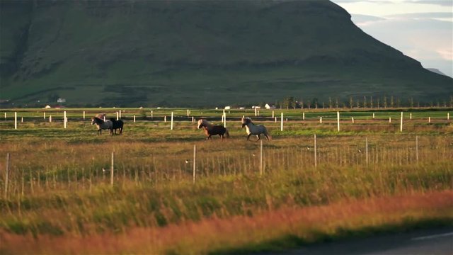 Footage of two icelandic horses on pasture in beautiful evening light. Golden hour shot of horses running through a meadow.