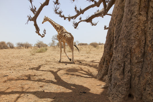 Giraffe in the park of Koure, 60 km east of Niamey, one of the last giraffes in West Africa after the drought of the seventies, they remain under the threat of deforestation, Niger, West Africa 