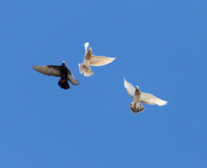 a flock of doves in flight against blue sky
