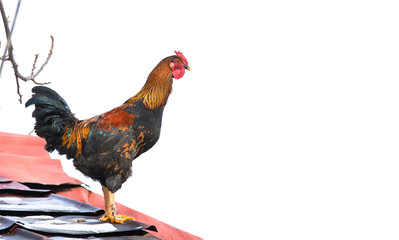 year of the rooster, colorful rooster, the symbol of 2017