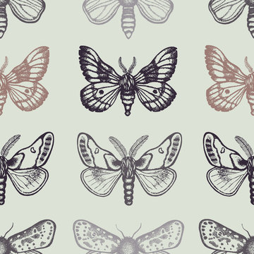 Seamless pattern with moths. Hand drawn. Vector illustration.