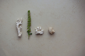 Dead coral that look like brain or bee hive