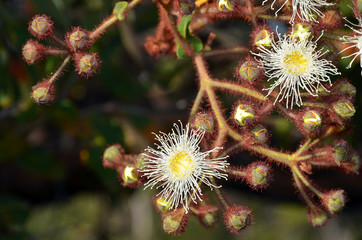 Cluster of white and yellow gumtree (Angophora hispida) flowers and buds in the Royal National Park, Sydney, Australia