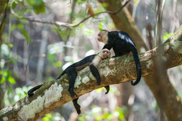 White-Faced Capuchins (Cebus capucinus) resting during the midday heat in Corcovado National Park, Costa Rica