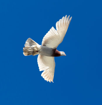 One pigeon in flight against a blue sky