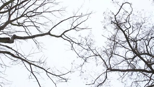 Point of view video of bare branches of winter trees. Camera spinning around. Real time full hd footage.