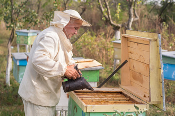 Beekeeper is working with bees and beehives on the apiary.