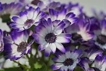 Blue and white flowers 