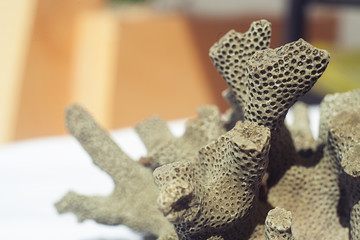 Dead coral that look like brain or bee hive