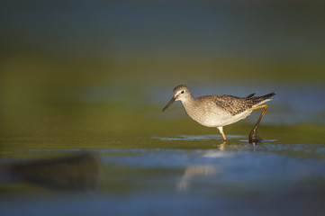 A Lesser Yellowlegs works its way through the shallow mud early one morning searching for food.