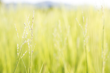 Fototapeta premium Grass flower in green meadow at valley with sunlight in the morning.