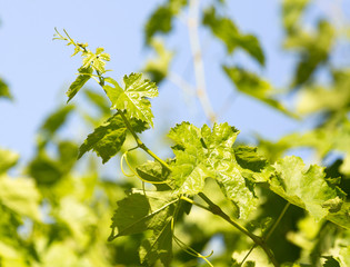 branch of grapes on a background of blue sky