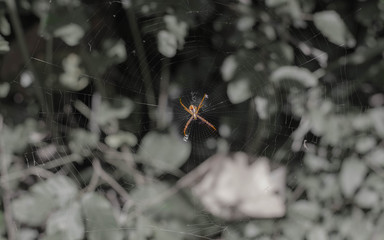Close up on an asian spider on black and white background