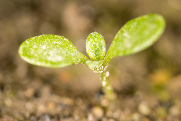 green sprout in the ground. macro