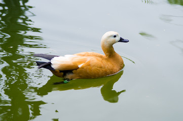 Tadorna ferruginea. Ruddy Shelduck female in its natural habitat