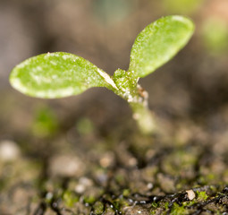 green sprout in the ground. macro