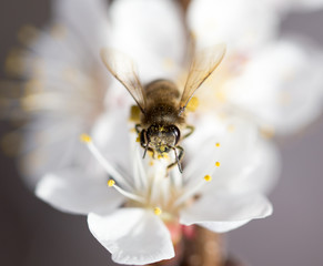 bee on a flower in the nature. macro