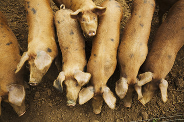 Group of pigs in pen
