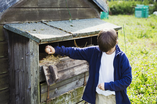 A boy collecting eggs from the henhouse coop. 