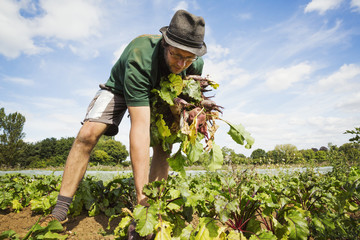 A man working in the field, pulling glossy red beetroots up. 