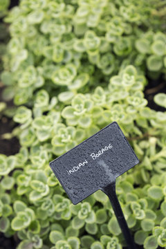 Plants growing in a vegetable garden, with a slate name label. Indian borage. 