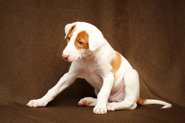 Ibizan Hound dog