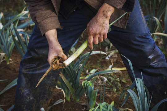 A man lifting and trimming organic leeks in a field. 
