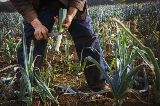 A man lifting fresh leeks from the soil and trimming the ends. 
