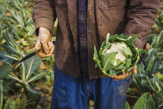 A man holding a harvested cauliflower in his hands. 
