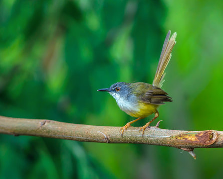 Yellow-bellied Prinia or Yellow-bellied Wren-warbler(Prinia flaviventris), beautiful yellow bird on branch with green background.