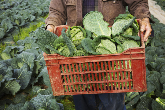 A man carrying a crate of fresh picked vegetables in a field. 