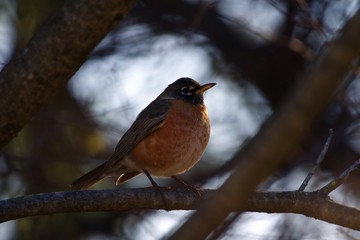 American Robin Horizontal