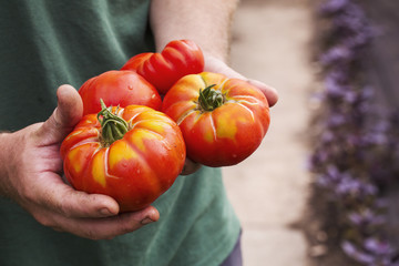 A person holding a handful of freshly picked large striped beefsteak tomatoes. 