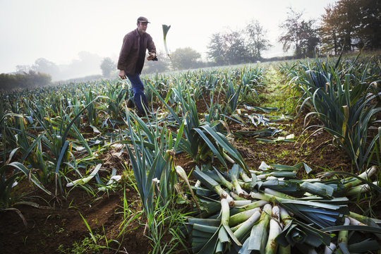A man standing among the leek crop in a field, throwing a fresh vegetable onto the pile on the soil. 