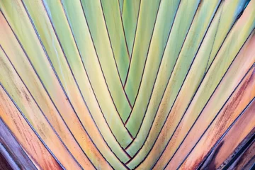 Photo sur Plexiglas Palmier Texture ou détail de la tige de palmier des voyageurs.