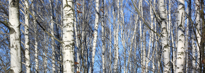 Obraz premium Beautiful landscape with white birches. Birch trees in bright sunshine. Birch grove in autumn. The trunks of birch trees with white bark. Birch trees trunks. Beautiful panorama.