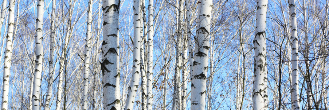 Fototapeta Beautiful landscape with white birches. Birch trees in bright sunshine. Birch grove in autumn. The trunks of birch trees with white bark. Birch trees trunks. Beautiful panorama.