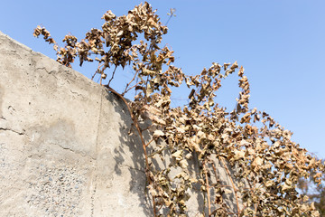 dry grape leaves against the blue sky