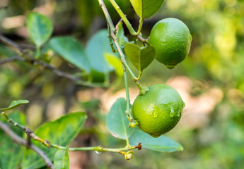 Lemon with drop of water with garden background.