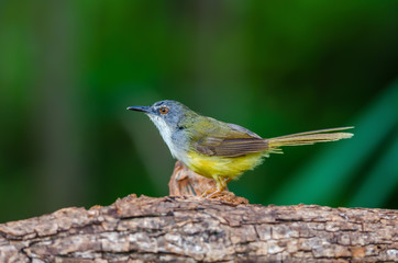 Yellow-bellied Prinia or Yellow-bellied Wren-warbler(Prinia flaviventris), beautiful yellow bird on branch with green background.