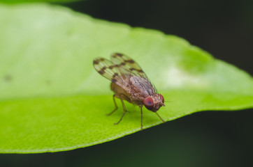 fruit fly on green herb leaf