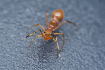 red ant spider on black metal background.