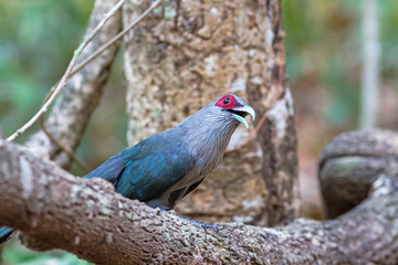 Beautiful of Green billed Malkoha (Phaenicophaeus tristis) on branch
