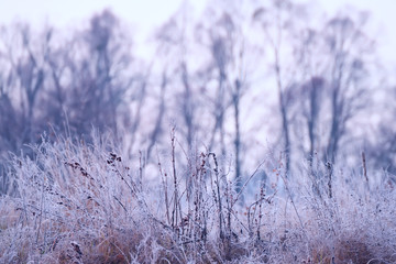 grass in a meadow covered with frost, and the  gentle silhouettes of tree.  The natural form of late fall, the first frost.
