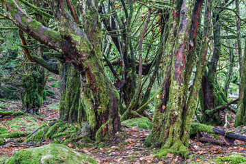 Fototapeta premium Bosque de Tejos Comunes. Taxus baccata. El Tejedelo. Requejo de Sanabria, Zamora, España.